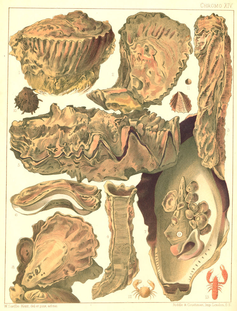 GT BARRIER REEF OYSTERS Coral Rock Trap-door Cockscomb Saddle Black-edged 1893